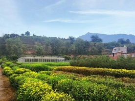 茶园