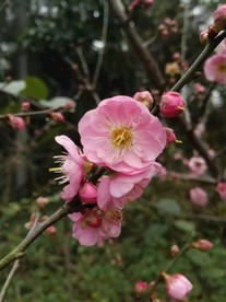 一枝寒梅暗香来