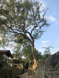 风景