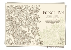 毒常春藤叶手绘稿