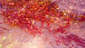 校园红墙上的红色爬山虎