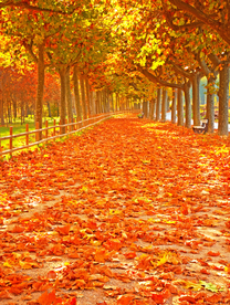 枫叶枫树枫林深秋图片背景