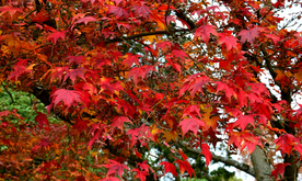枫叶枫树枫林深秋图片背景