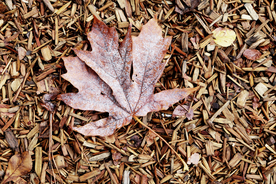 枫叶枫树枫林深秋图片背景