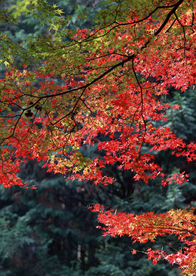 枫叶枫树枫林深秋图片背景