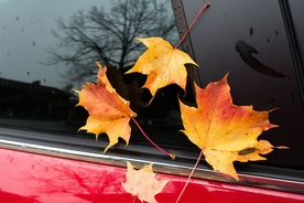 枫叶枫树枫林深秋图片背景