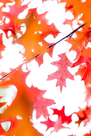 枫叶枫树枫林深秋图片背景