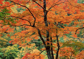 枫叶枫树枫林深秋图片背景