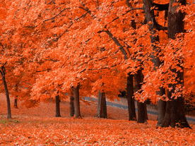 枫叶枫树枫林深秋图片背景