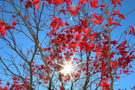 枫叶枫树枫林深秋图片背景