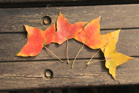 枫叶枫树枫林深秋图片背景