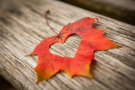 枫叶枫树枫林深秋图片背景
