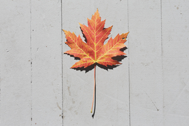 枫叶枫树枫林深秋图片背景