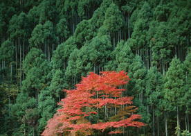 枫叶枫树枫林深秋图片背景