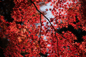 枫叶枫树枫林深秋图片背景