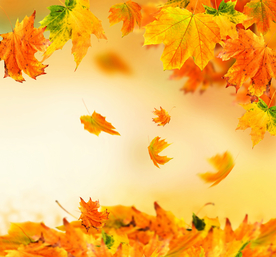 枫叶枫树枫林深秋图片背景