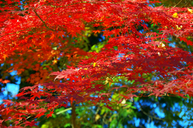 枫叶枫树枫林深秋图片背景