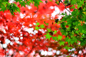 枫叶枫树枫林深秋图片背景
