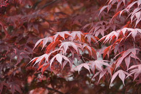 枫叶枫树枫林深秋图片背景