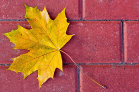 枫叶枫树枫林深秋图片背景