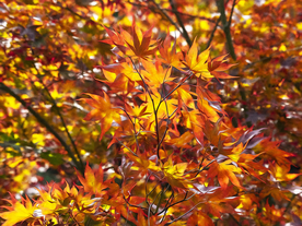 枫叶枫树枫林深秋图片背景