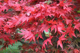 枫叶枫树枫林深秋图片背景