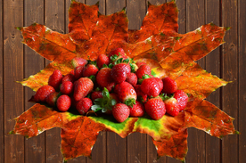 枫叶枫树枫林深秋图片背景