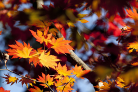 枫叶枫树枫林深秋图片背景