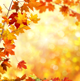 枫叶枫树枫林深秋图片背景