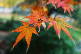 枫叶枫树枫林深秋图片背景