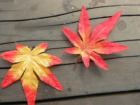 枫叶枫树枫林深秋图片背景