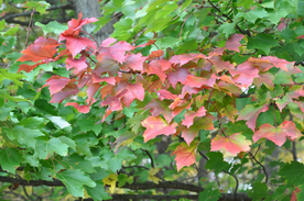 枫叶枫树枫林深秋图片背景