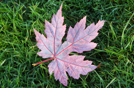 枫叶枫树枫林深秋图片背景