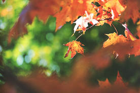 枫叶枫树枫林深秋图片背景