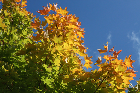 枫叶枫树枫林深秋图片背景