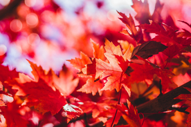 枫叶枫树枫林深秋图片背景