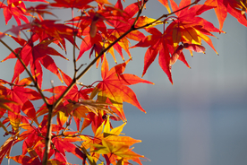 枫叶枫树枫林深秋图片背景