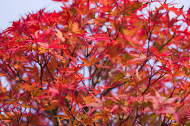 枫叶枫树枫林深秋图片背景