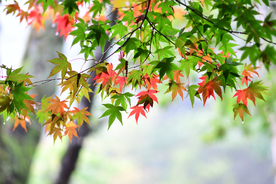 枫叶枫树枫林深秋图片背景