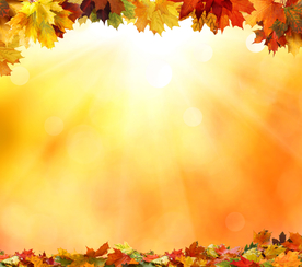 枫叶枫树枫林深秋图片背景