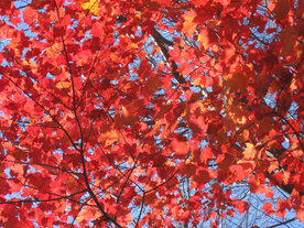 枫叶枫树枫林深秋图片背景