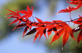枫叶枫树枫林深秋图片背景