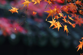 枫叶枫树枫林深秋图片背景