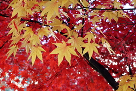 枫叶枫树枫林深秋图片背景
