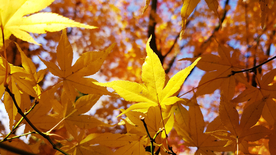 枫叶枫树枫林深秋图片背景