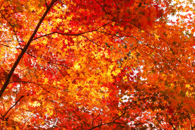 枫叶枫树枫林深秋图片背景