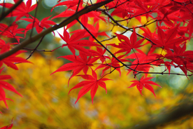 枫叶枫树枫林深秋图片背景