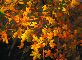 枫叶枫树枫林深秋图片背景
