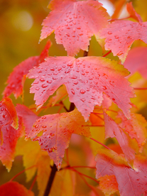 枫叶枫树枫林深秋图片背景