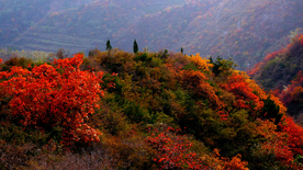 枫叶枫树枫林深秋图片背景